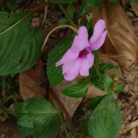 Impatiens flaccida Arn.